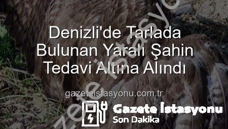 Denizli’de Tarlada Bulunan Yaralı Şahin Tedavi Altına Alındı