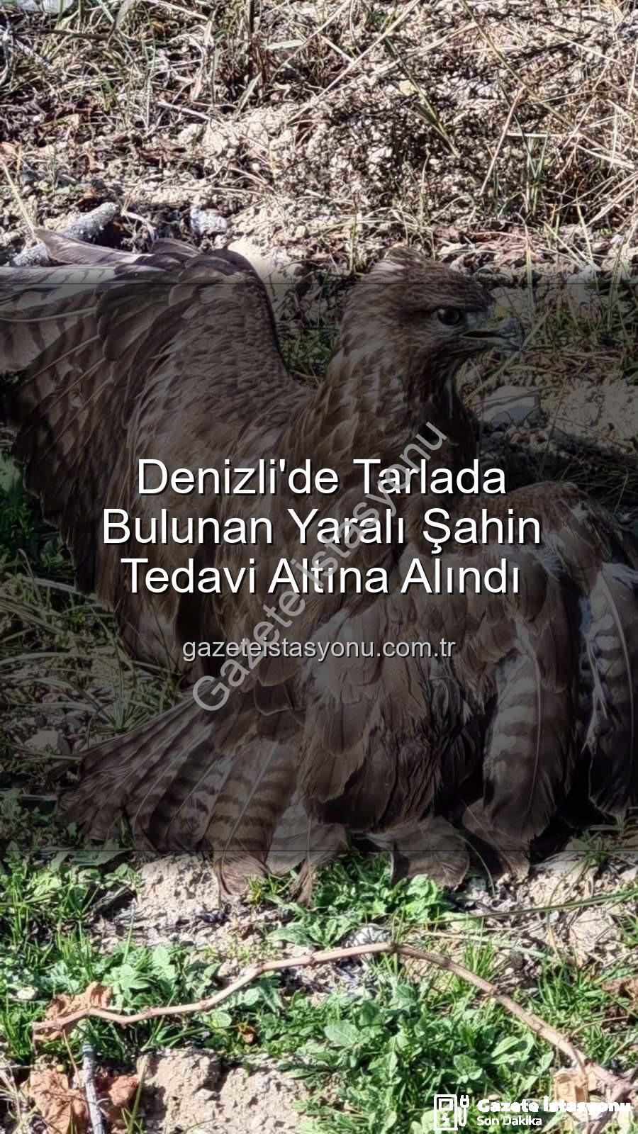 Denizli'de yaralı şahin - Denizli'de Tarlada Bulunan Yaralı Şahin Tedavi Altına Alındı