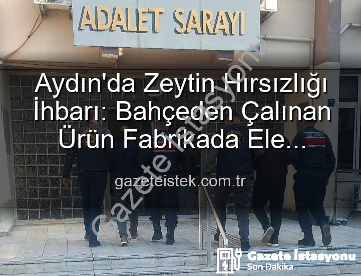 zeytin hırsızlığı - Aydın'da Bahçeden Çalınan Zeytinler Fabrikada Ele Geçirildi: Hırsızlık Zanlıları Yakalandı