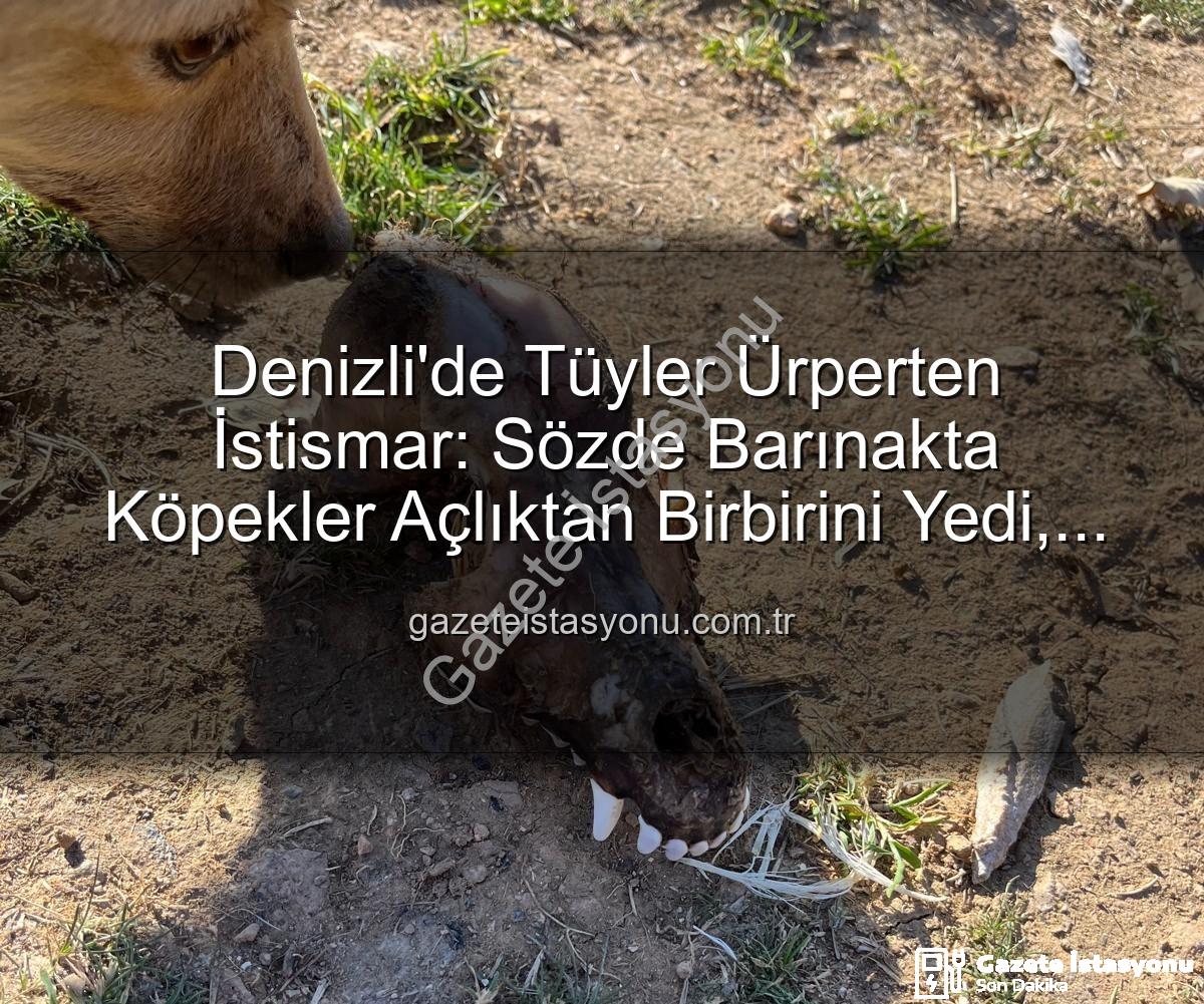 hayvan istismarı - Denizli'de Tüyler Ürperten İstismar: Sözde Barınakta Köpekler Açlıktan Birbirini Yedi, Yurt Dışı Bağışlar Kayıp!