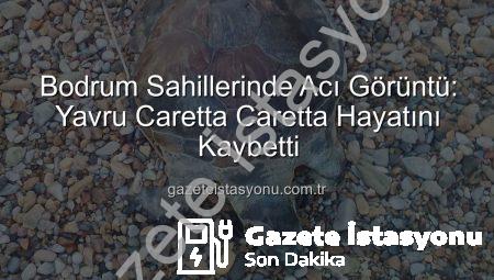 Bodrum Sahillerinde Acı Görüntü: Yavru Caretta Caretta Hayatını Kaybetti