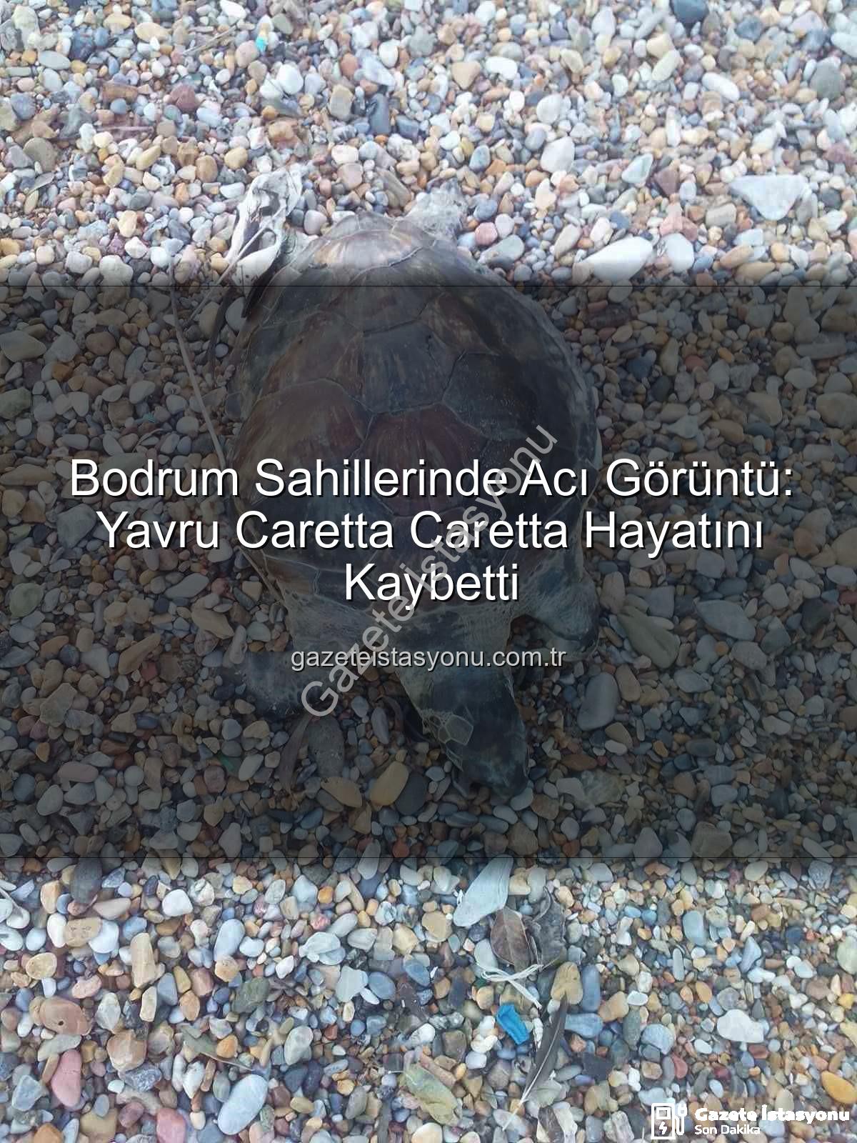 yavru caretta caretta - Bodrum Sahillerinde Acı Görüntü: Yavru Caretta Caretta Hayatını Kaybetti