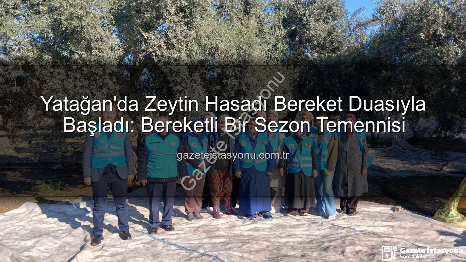 Yatağan zeytin hasadı - Yatağan'da Zeytin Hasadı Bereket Duasıyla Başladı: Bereketli Bir Sezon Temennisi
