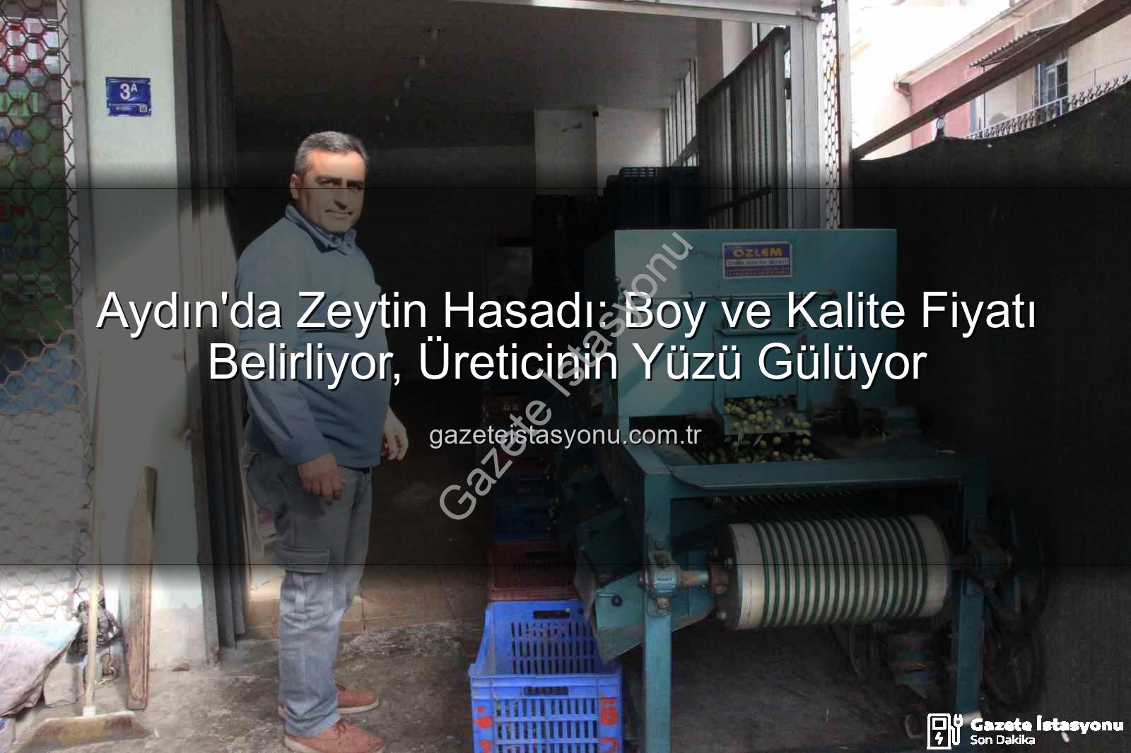 zeytin hasadı - Aydın'da Zeytin Hasadı: Boy ve Kalite Fiyatı Belirliyor, Üreticinin Yüzü Gülüyor