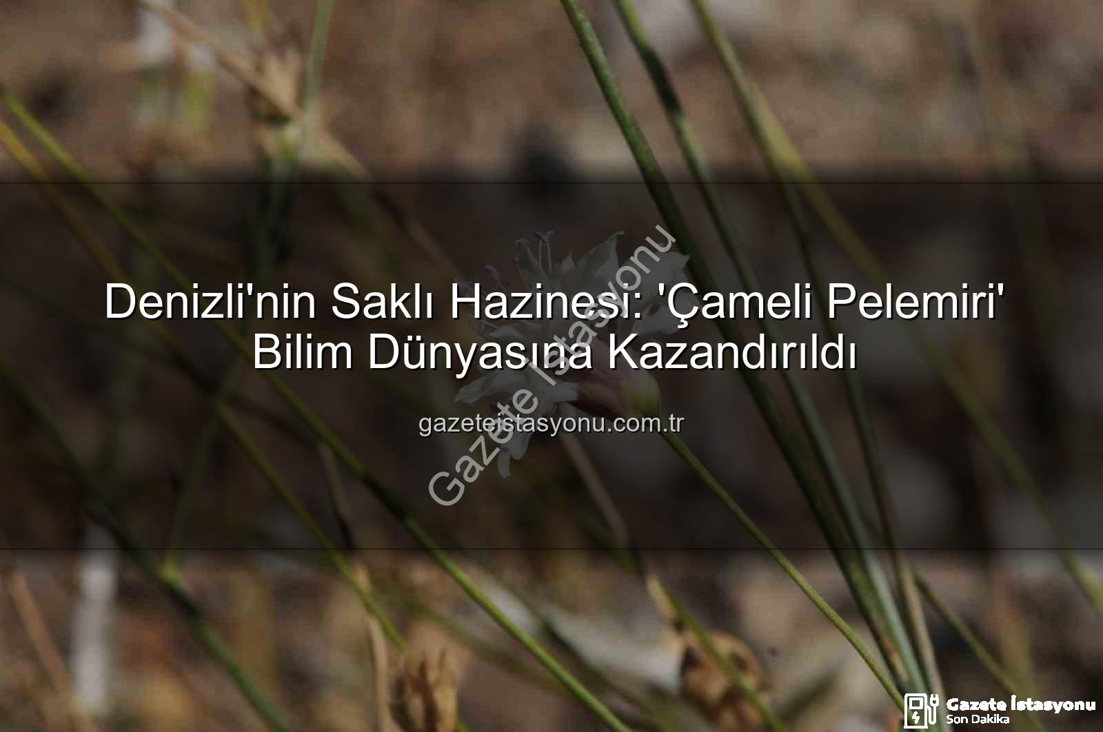 Çameli pelemiri - Denizli'nin Saklı Hazinesi: 'Çameli Pelemiri' Bilim Dünyasına Kazandırıldı