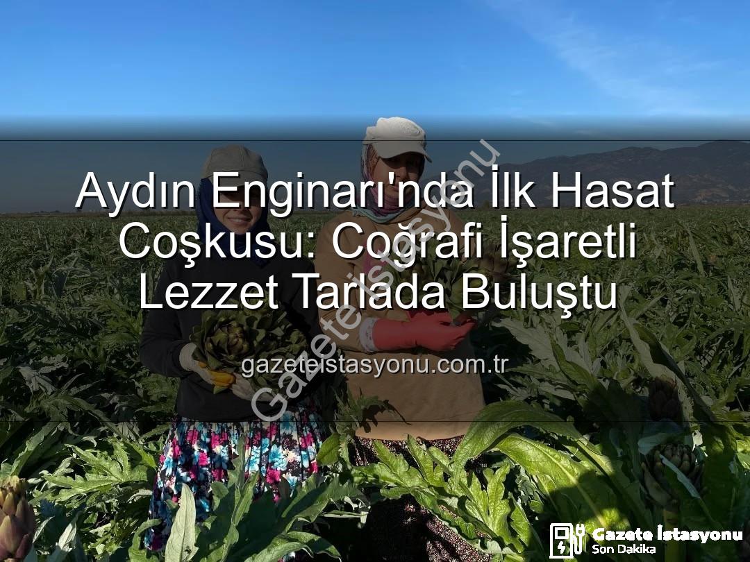Aydın Enginarı - Aydın Enginarı'nda İlk Hasat Coşkusu: Coğrafi İşaretli Lezzet Tarlada Buluştu