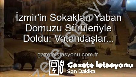 İzmir’in Sokakları Yaban Domuzu Sürüleriyle Doldu: Vatandaşlar Tedirgin, Yetkililere Çağrı Var