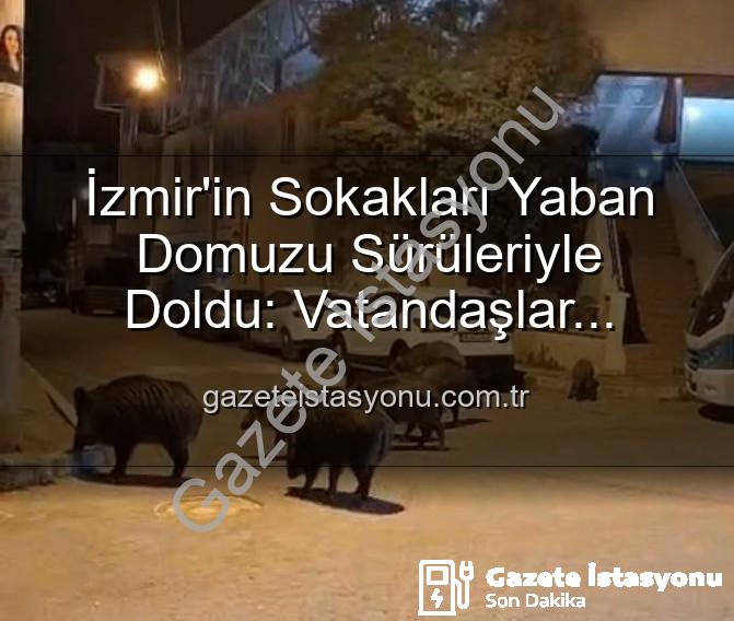 yaban domuzu - İzmir'in Sokakları Yaban Domuzu Sürüleriyle Doldu: Vatandaşlar Tedirgin, Yetkililere Çağrı Var